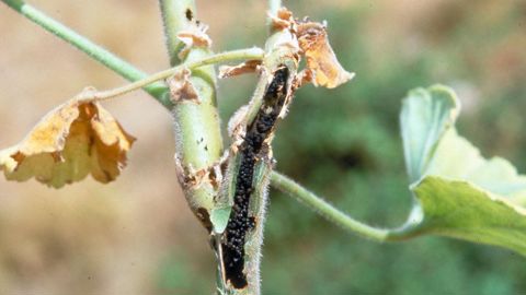 Dégâts sur une tige de géranium provoqués par le brun du pélargonium. © Victor Sarto i Monteys, Service de la protection des végétaux de Barcelone 